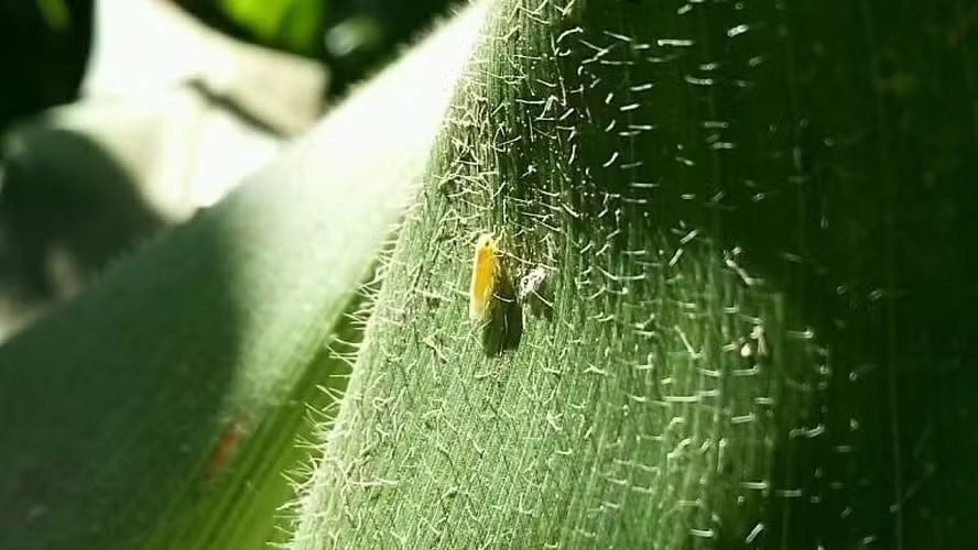 Cigarrinha-do-milho causou preju&iacute;zo de US$ 25,8 bilh&otilde;es em tr&ecirc;s safras