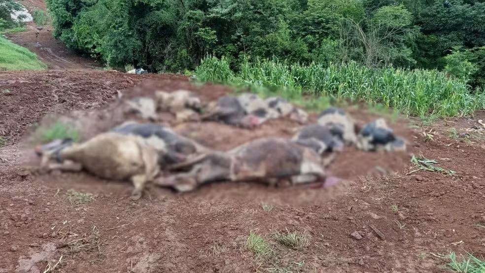 Fam&iacute;lia do RS perde 48 vacas leiteiras em tr&ecirc;s dias e preju&iacute;zo chega a R$ 600 mil; suspeita &eacute; de intoxica&ccedil;&atilde;o