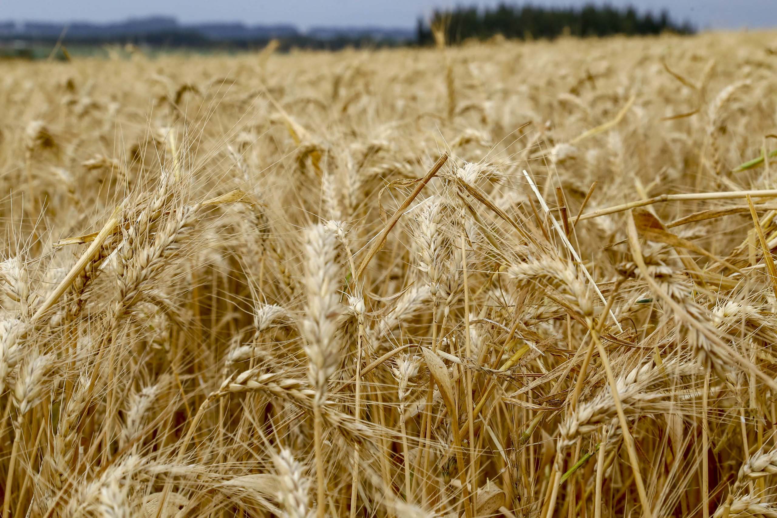 Valor Bruto da Produ&ccedil;&atilde;o Agropecu&aacute;ria do Paran&aacute; deve ultrapassar R$ 200 bilh&otilde;es em 2025