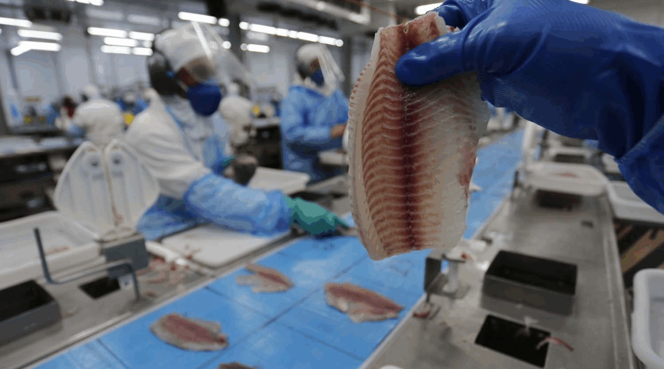 Til&aacute;pia impulsiona piscicultura paranaense, que cresce mais de 10% no estado