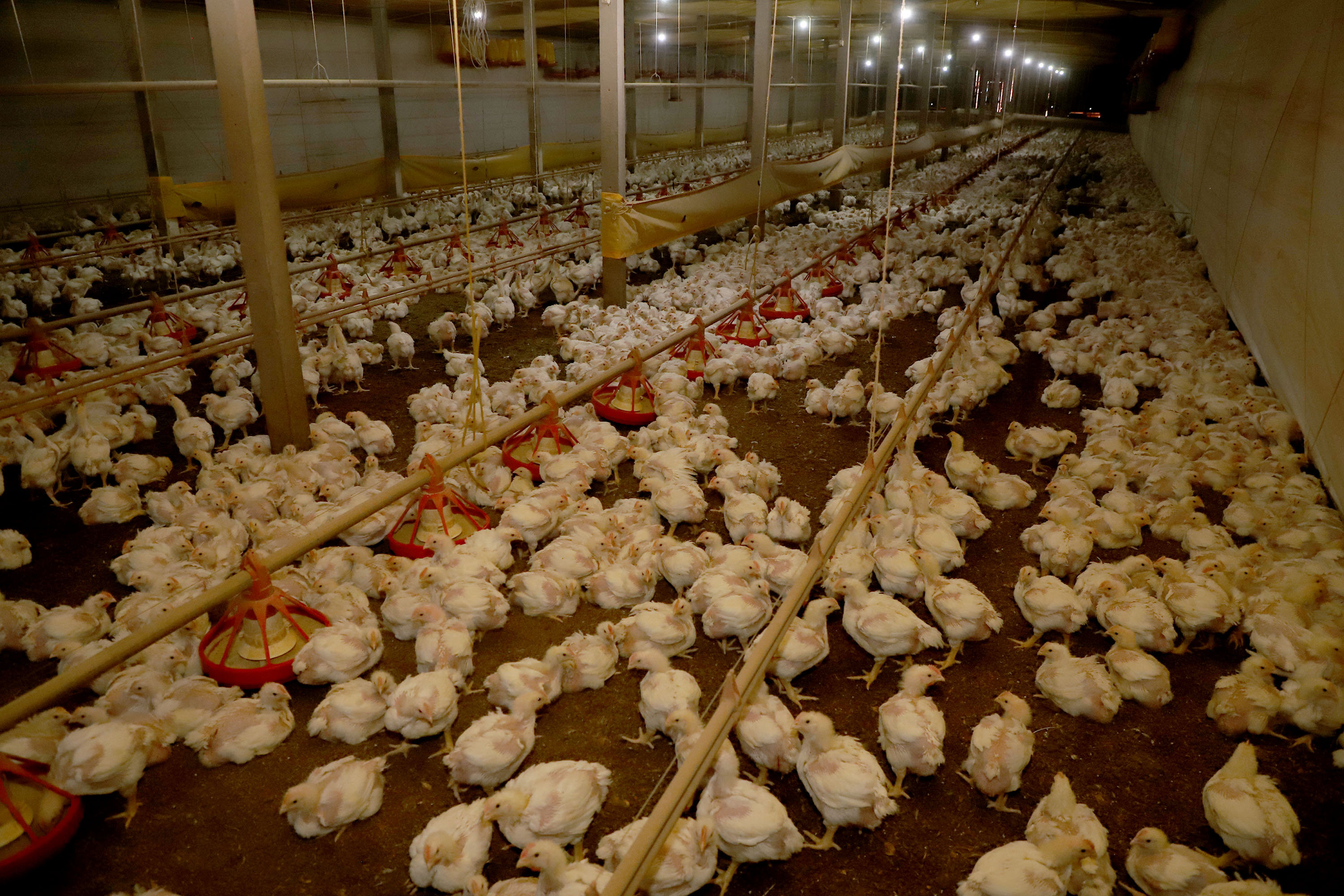 Estado e Seara anunciam R$ 475 milh&otilde;es para impulsionar cadeia produtiva de frango no Paran&aacute;