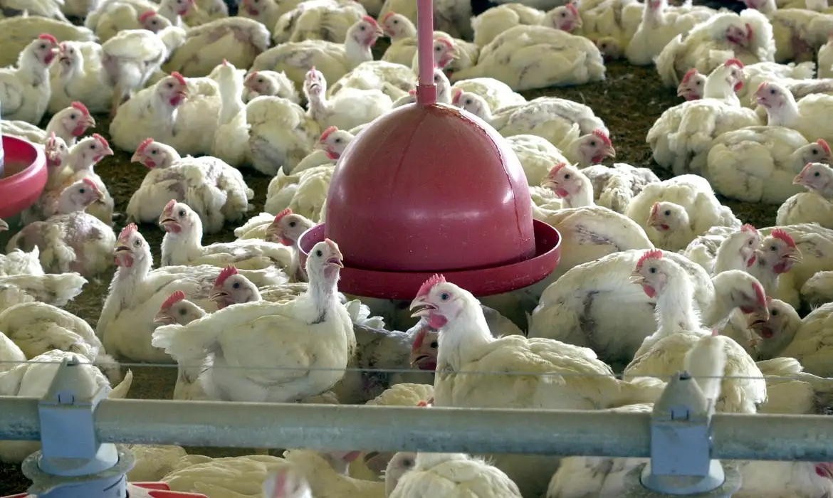 China suspende proibi&ccedil;&atilde;o de compra de carne de frango do Brasil