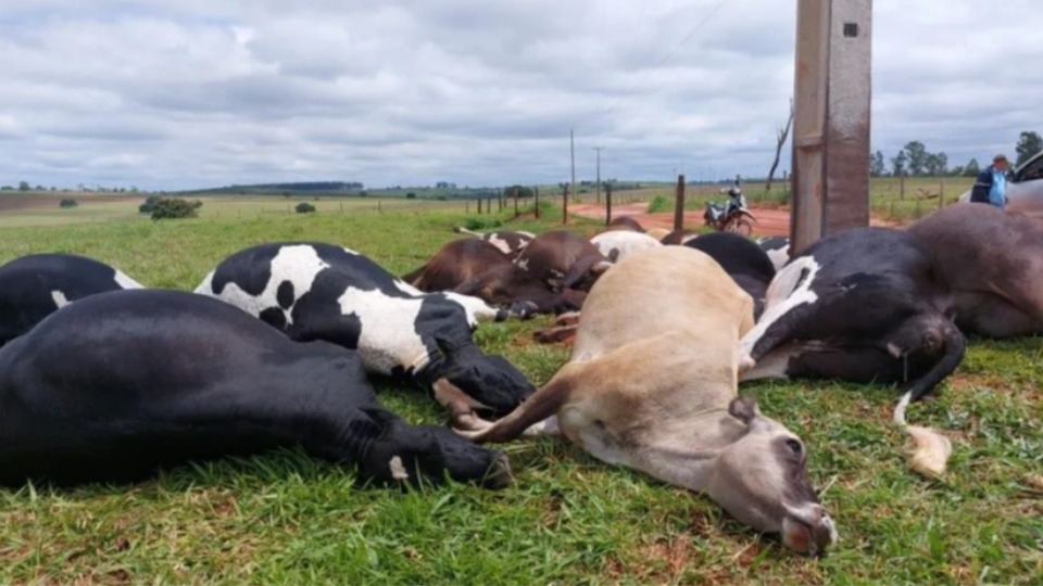 Descarga el&eacute;trica causa morte de 19 vacas em propriedade rural de Alt&ocirc;nia