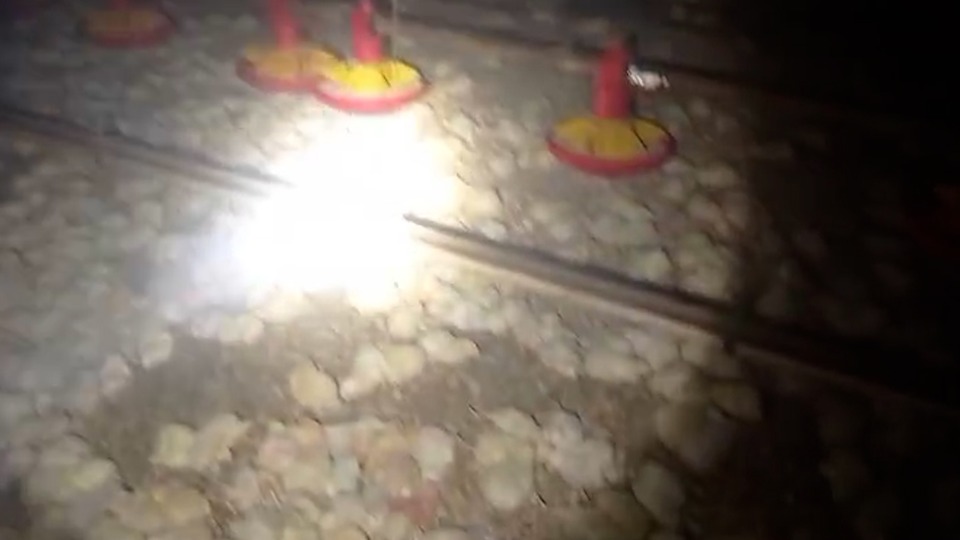 Inc&ecirc;ndio destr&oacute;i avi&aacute;rio e mata 65 mil pintinhos no Paran&aacute;